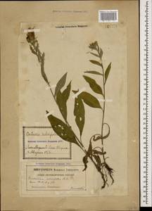 Centaurea phrygia subsp. salicifolia (M. Bieb. ex Willd.) Mikheev, Caucasus, Georgia (K4) (Georgia)