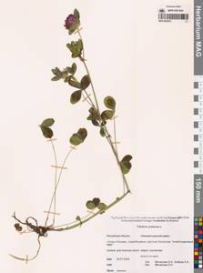 Trifolium pratense L., Siberia, Yakutia (S5) (Russia)