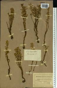 Phelipanche ramosa (L.) Pomel, Eastern Europe, Rostov Oblast (E12a) (Russia)