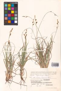 Carex liparocarpos Gaudin, Eastern Europe, Lower Volga region (E9) (Russia)