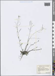 Arabidopsis arenosa (L.) Lawalrée, Eastern Europe, Moscow region (E4a) (Russia)