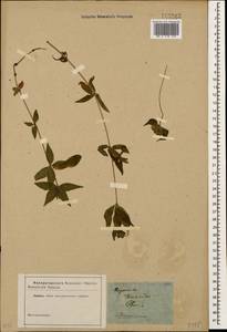 Asperula taurina L., Caucasus, Georgia (K4) (Georgia)