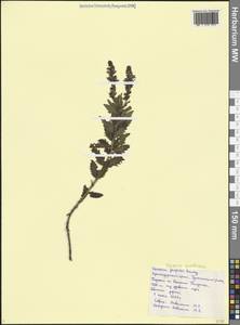 Veronica austriaca subsp. jacquinii (Baumg.) Watzl, Caucasus, Black Sea Shore (from Novorossiysk to Adler) (K3) (Russia)