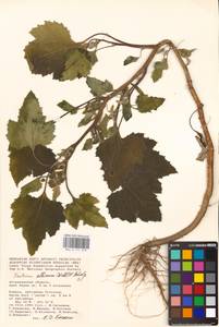 Xanthium orientale var. albinum (Widder) Adema & M. T. Jansen, Eastern Europe, Lower Volga region (E9) (Russia)