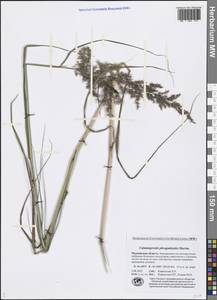 Calamagrostis purpurea (Trin.) Trin., Eastern Europe, Northern region (E1) (Russia)