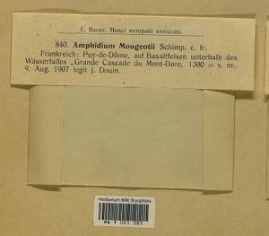 Amphidium mougeotii (Bruch & Schimp.) Schimp., Bryophytes, Bryophytes - Western Europe (BEu) (France)