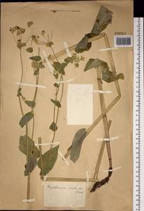Bupleurum aureum Fisch., Siberia, Western Siberia (S1) (Russia)