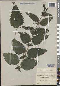 Urtica dioica L., Eastern Europe, North-Western region (E2) (Russia)