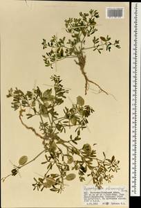 Zygophyllum pterocarpum Bunge, Mongolia (MONG) (Mongolia)