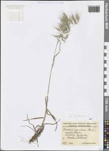 Bromus tectorum L., Caucasus, Georgia (K4) (Georgia)