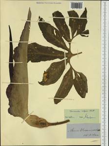 Dracunculus vulgaris Schott, Botanic gardens and arboreta (GARD) (Italy)