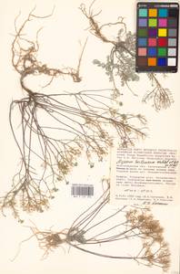 Odontarrhena tortuosa subsp. tortuosa, Eastern Europe, Lower Volga region (E9) (Russia)