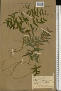 Vicia sepium L., Eastern Europe, North Ukrainian region (E11) (Ukraine)