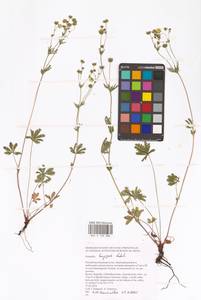 Potentilla longipes Ledeb., Eastern Europe, Eastern region (E10) (Russia)