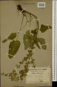Salvia sclarea L., Caucasus, Armenia (K5) (Armenia)