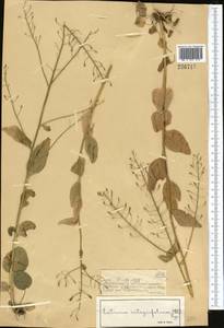 Eutrema integrifolium (DC.) Bunge, Middle Asia, Dzungarian Alatau & Tarbagatai (M5) (Kazakhstan)