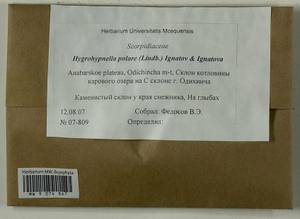 Hygrohypnella polaris (Lindb.) Ignatov & Ignatova, Bryophytes, Bryophytes - Krasnoyarsk Krai, Tyva & Khakassia (B17) (Russia)