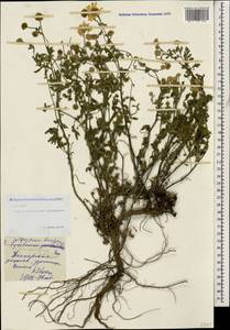 Tanacetum parthenium (L.) Sch. Bip., Caucasus, North Ossetia, Ingushetia & Chechnya (K1c) (Russia)