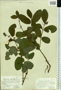Lonicera caerulea L., Eastern Europe, Northern region (E1) (Russia)