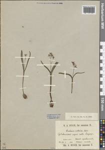 Puschkinia scilloides Adams, Caucasus, Stavropol Krai, Karachay-Cherkessia & Kabardino-Balkaria (K1b) (Russia)