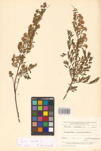 Spiraea crenata L., Eastern Europe, Middle Volga region (E8) (Russia)