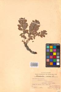 Rhodiola rosea L., Eastern Europe, West Ukrainian region (E13) (Ukraine)