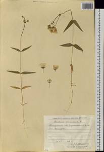 Dichodon maximum (L.) Á. Löve & D. Löve, Siberia, Chukotka & Kamchatka (S7) (Russia)