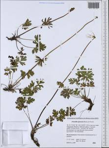 Callianthemum isopyroides (DC.) Witasek, Siberia, Russian Far East (S6) (Russia)