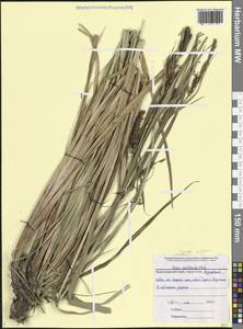 Carex riparia Curtis, Caucasus, Black Sea Shore (from Novorossiysk to Adler) (K3) (Russia)