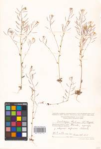 Arabidopsis thaliana (L.) Heynh., Eastern Europe, Moscow region (E4a) (Russia)