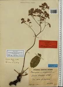 Limonium, Eastern Europe, Lower Volga region (E9) (Russia)