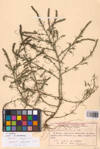Salsola collina Pall., Eastern Europe, Moscow region (E4a) (Russia)