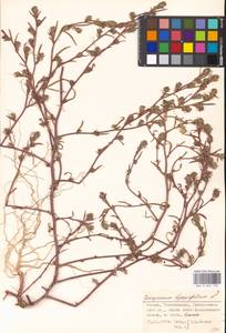 Corispermum hyssopifolium L., Eastern Europe, Moscow region (E4a) (Russia)