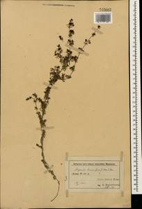 Galium humifusum M.Bieb., Caucasus, Azerbaijan (K6) (Azerbaijan)