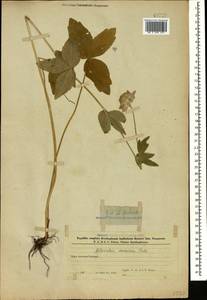 Astrantia maxima Pall., Caucasus, Azerbaijan (K6) (Azerbaijan)