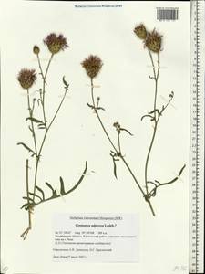 Centaurea adpressa Ledeb., Eastern Europe, Eastern region (E10) (Russia)