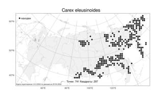 Carex eleusinoides Turcz. ex Kunth, Atlas of the Russian Flora (FLORUS) (Russia)