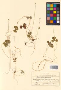 Coptidium lapponicum (L.) Á. Löve & D. Löve, Siberia, Russian Far East (S6) (Russia)