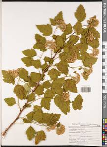 Physocarpus opulifolius (L.) Maxim., Eastern Europe, Central region (E4) (Russia)