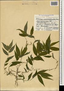 Oplismenus undulatifolius (Ard.) Roem. & Schult., Caucasus, Azerbaijan (K6) (Azerbaijan)