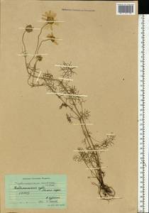 Tripleurospermum maritimum (L.) W. D. J. Koch, Eastern Europe, Northern region (E1) (Russia)