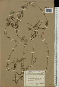 Helianthemum rupifragum A. Kerner, Eastern Europe, North Ukrainian region (E11) (Ukraine)