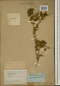 Carthamus lanatus L., Caucasus (no precise locality) (K0)
