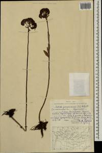 Hylotelephium telephium (L.) H. Ohba, Mongolia (MONG) (Mongolia)