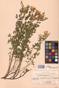 Chamaecytisus austriacus (L.) Link, Eastern Europe, North Ukrainian region (E11) (Ukraine)