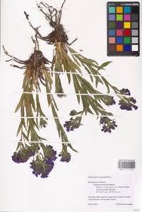MHA 0 152 814, Pulmonaria angustifolia L., Eastern Europe, Central region (E4) (Russia)