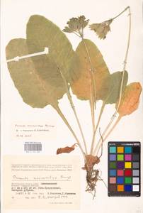 Primula veris subsp. macrocalyx (Bunge) Lüdi, Eastern Europe, Lower Volga region (E9) (Russia)