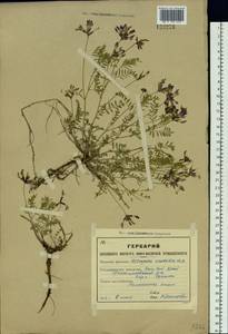 Astragalus ceratoides M.Bieb., Siberia, Altai & Sayany Mountains (S2) (Russia)