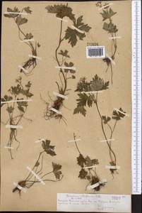 Geranium albiflorum Ledeb., Middle Asia, Northern & Central Tian Shan (M4) (Kazakhstan)