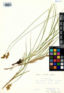 Carex leporina L., Siberia, Baikal & Transbaikal region (S4) (Russia)